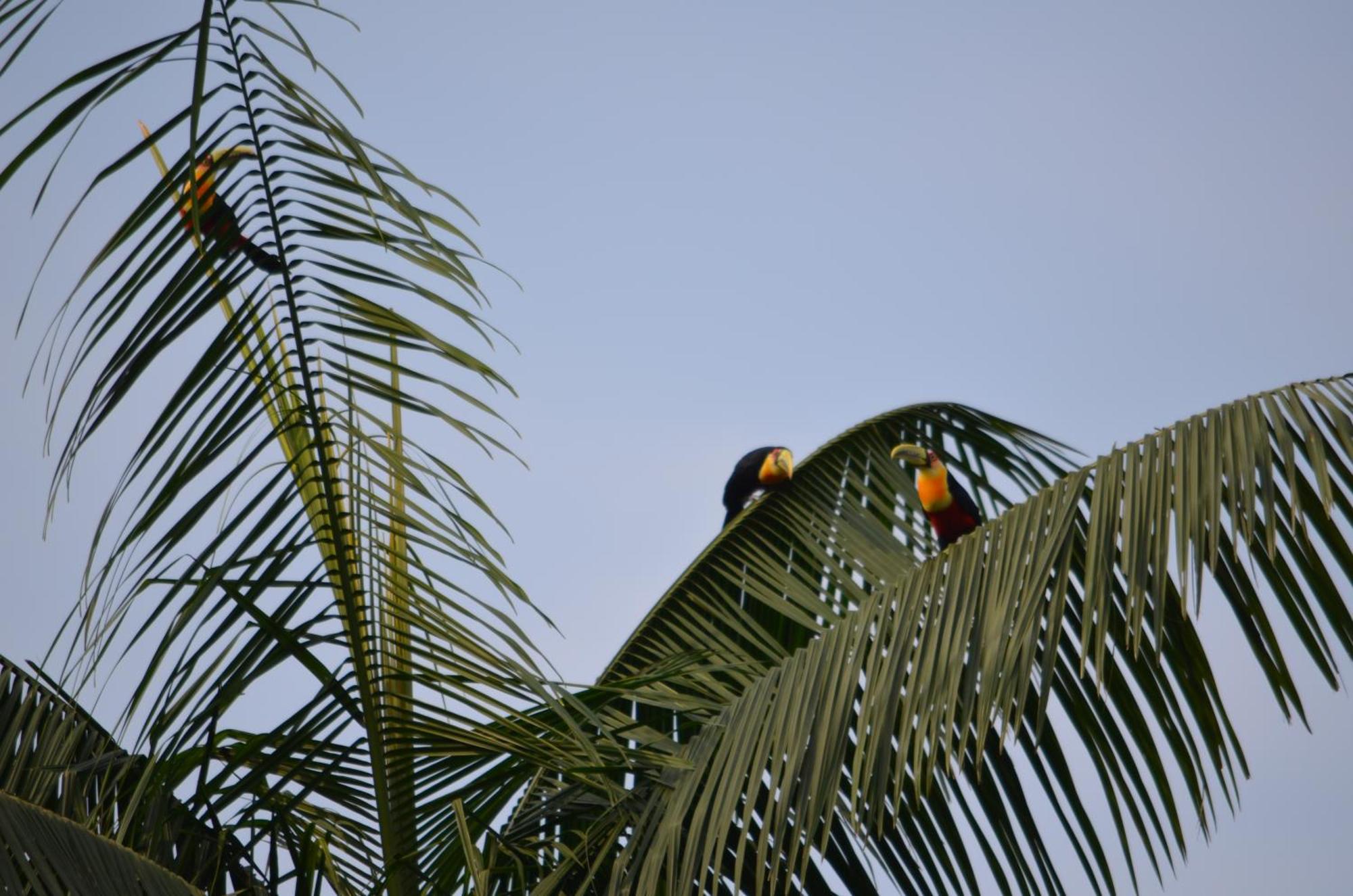 Pousada Alto Pirapitinga Villa Resende Buitenkant foto